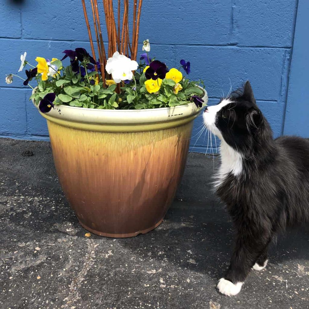 Cat Jack White Smelling the Flowers