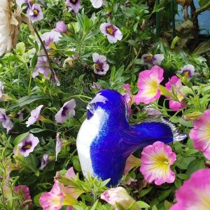 Bluebird Birds of Beauty for the Garden